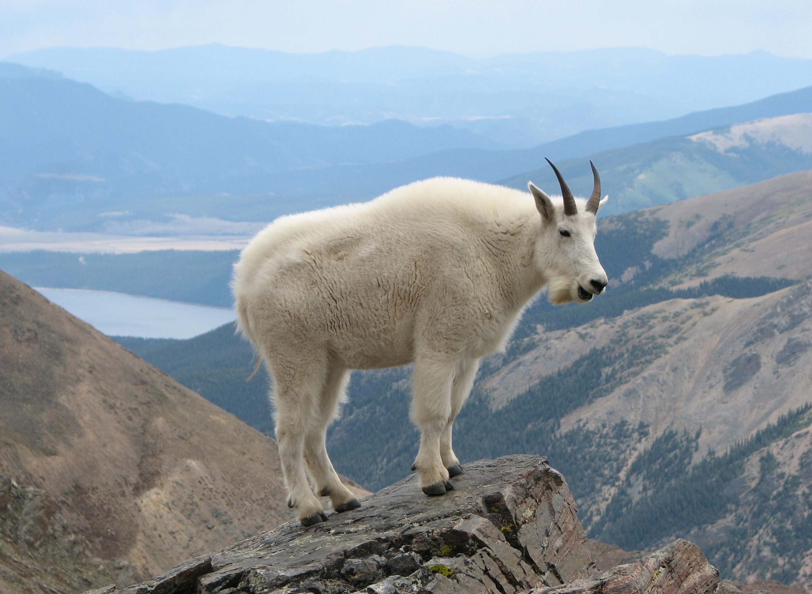 yellowstonegoat.jpg
