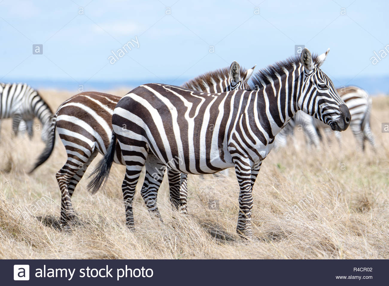 zebra wide.jpg