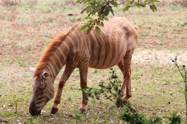 zebra1.jpg