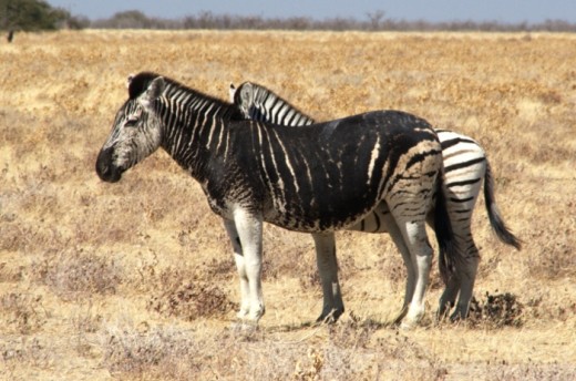 zebra2.jpg