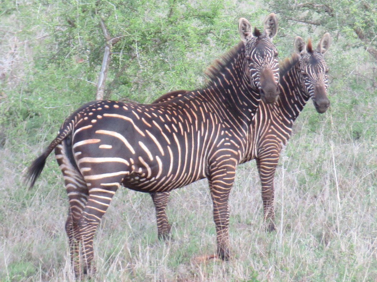 zebra5.jpg