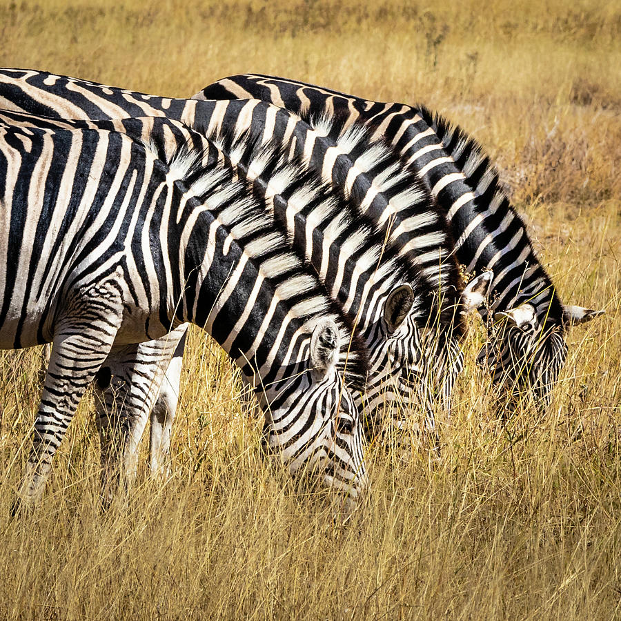 zebras-eating-in-unison-elvira-peretsman.jpg
