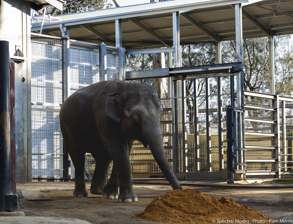 Zoo_Elephant_Enclosure-1.jpg