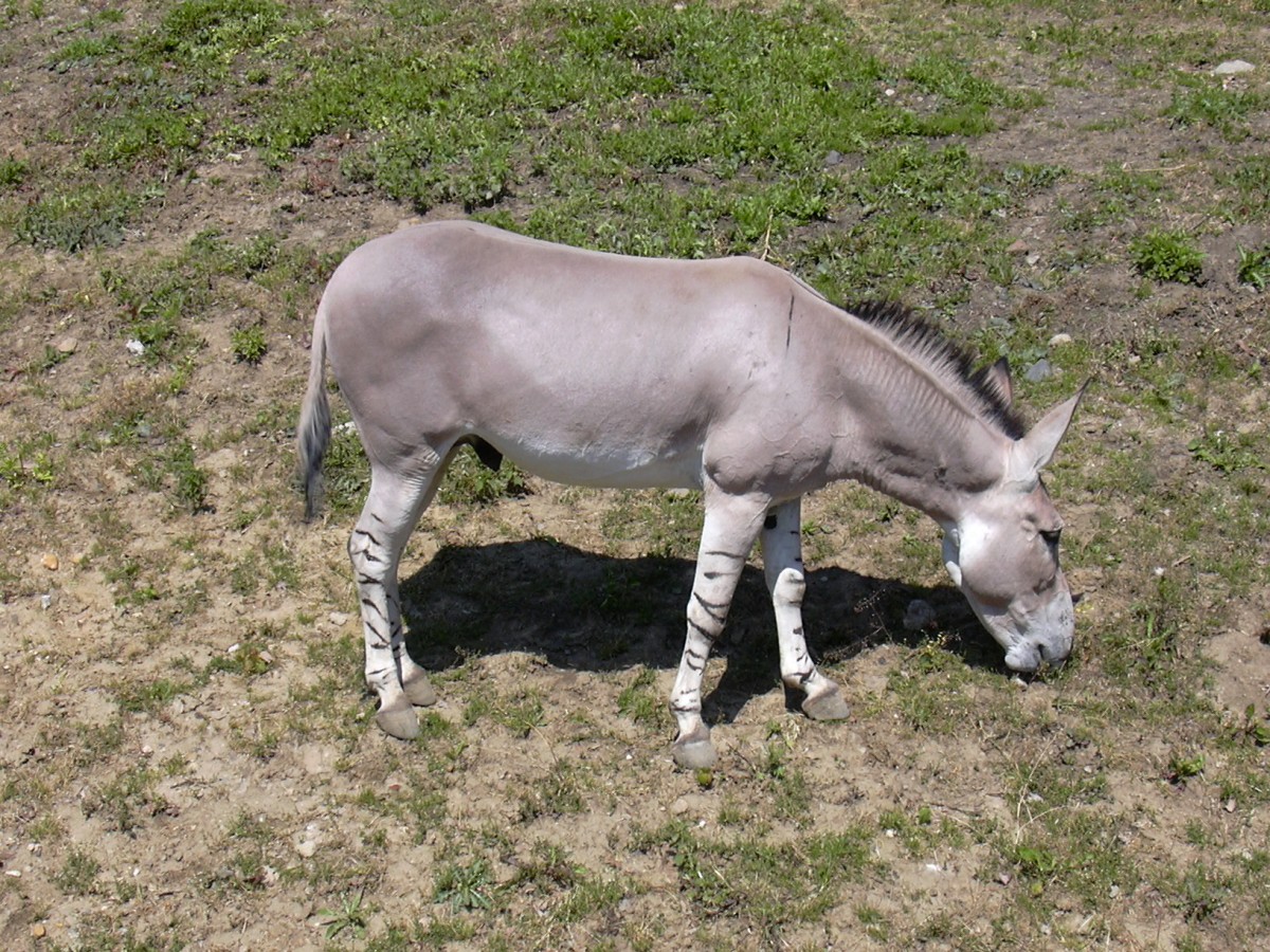 Zoo_UL,_Somali_wild_ass.jpg