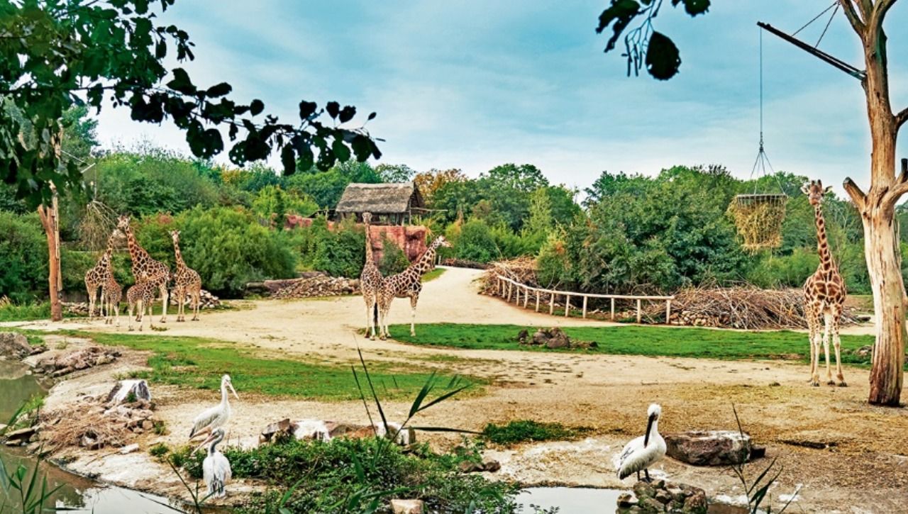 zoom-erlebniswelt-giraffen.jpg