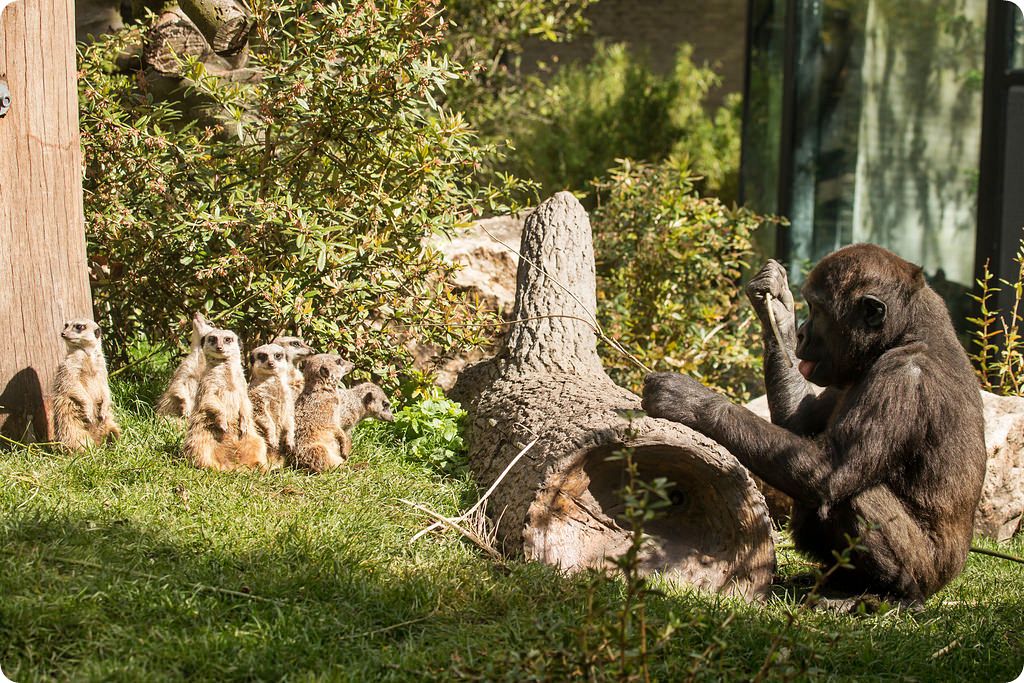 Zoorope,ARJANHAVERKAMP,SuricatasuricattaesGorillagorilla,ArtisAmsterdam3.jpg