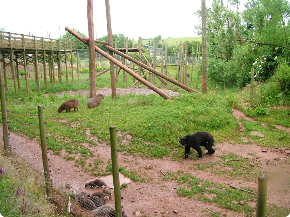 Zoorope, BEN GILBERT, papaszemes medve es vidra, South Lakes Zoo.jpeg