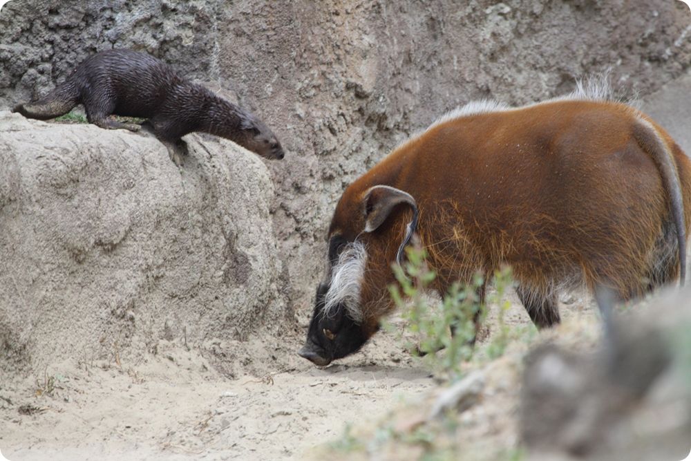 Zoorope,BRENTHUFFMAN,HydrictismaculicollisandPotamochoerusporcus,SanDiegoZoo.jpg