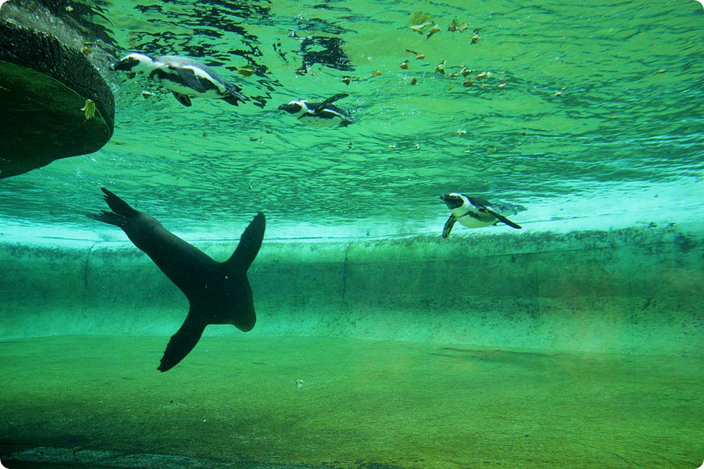 Zoorope,CHRISTOPHERHOLLAND,ZalophuscalifornianusesSpheniscusdemersus,ArtisRoyalZoo.jpeg