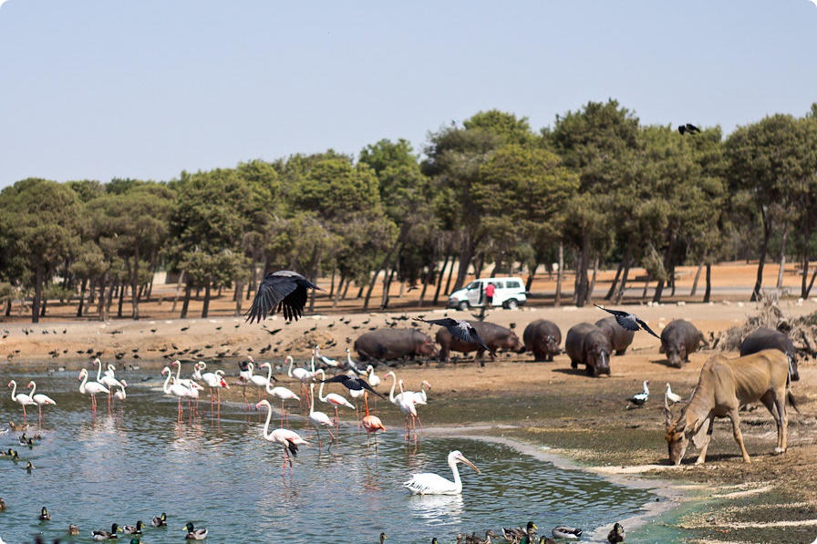 Zoorope,EUGENENIKIFOROV,Hippopotamusamphibiusandbirds,SafariRamatGan.jpg