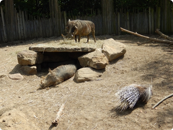 Zoorope,JOSHCHAMBERLAIN,PhacochoerusafricanusandHystrixafricaeaustralis,IndianapolisZoo.jpeg