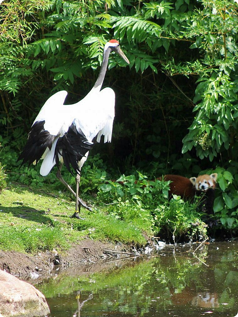 Zoorope,MAARTENDERUITER,red-crownedcranevsredpanda,Avifauna.jpg