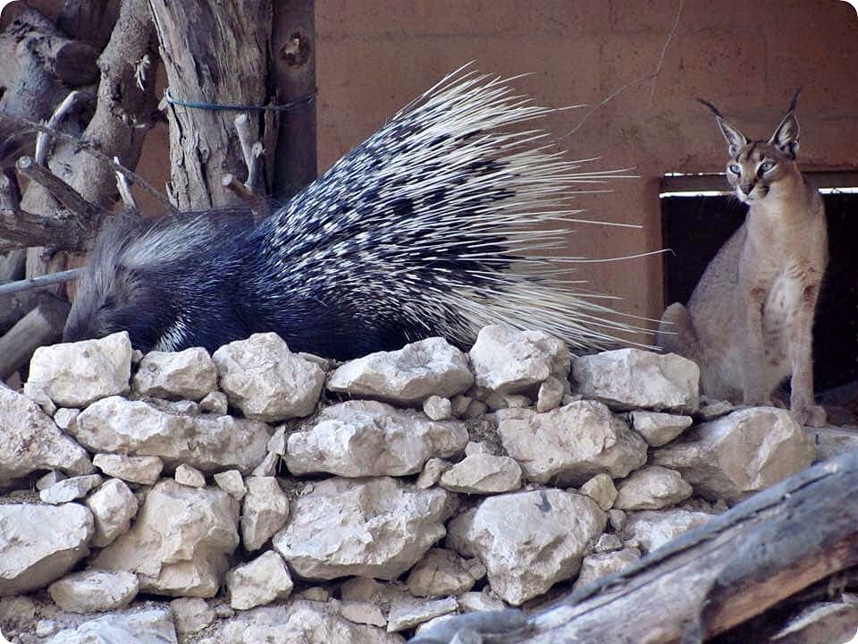 Zoorope,MARIOBERNDTGEN,CaracalcaracalandHystrixindica,AlwabraWildlifePreservationTrust.jpg