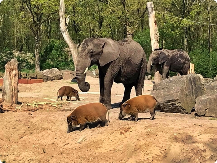 Zoorope,MARIOBERNDTGEN,PotamochoerusporcusandLoxodontaafricana,RhenenZoo.jpg