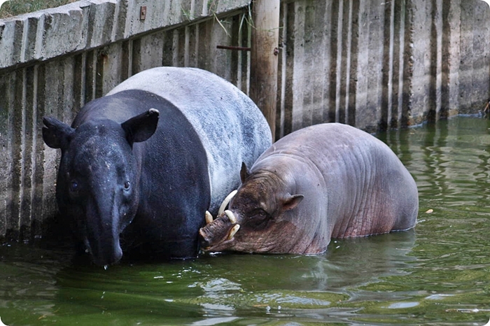 Zoorope,PACOMICOMARTINEZ,BabyrousacelebensisandTapirusindicus,ZooMadrid.jpg