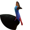 zzzzSouthern Cassowary.PNG