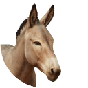 zzzzzzzzzzzzzzzSomali Wild Ass.png